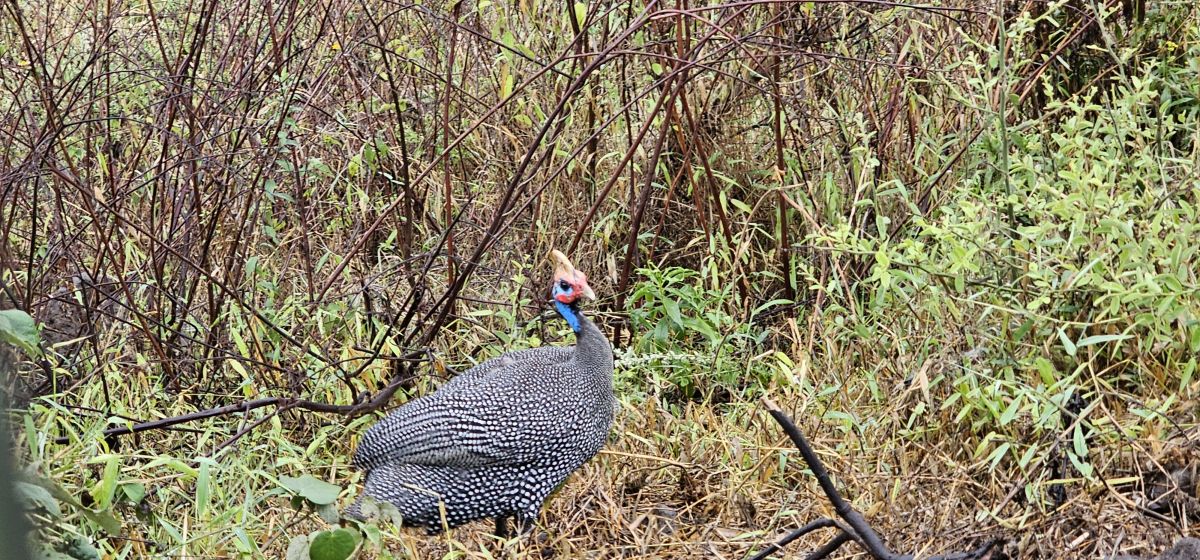 Momella Wildlife Lodge / Arusha Nationalpark 11
