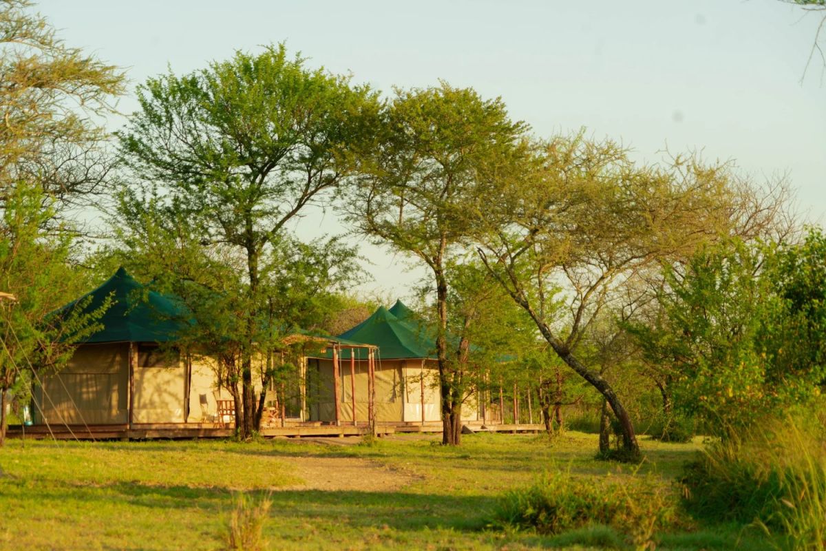 Moyo Tented Camp / Serengeti 4