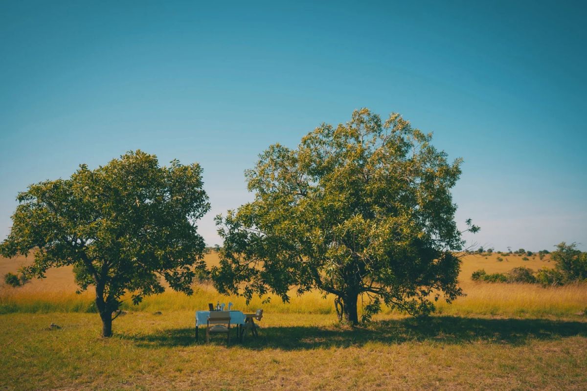 Moyo Tented Camp / Serengeti 2