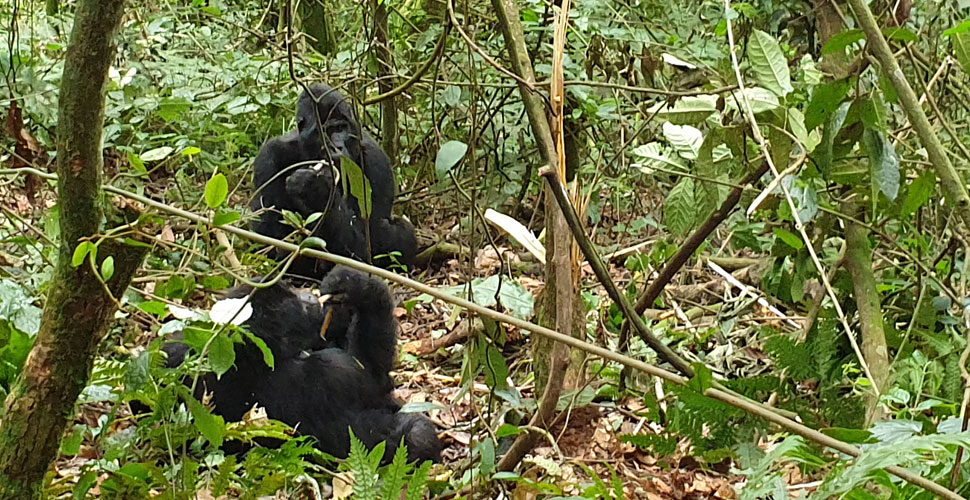 Protea Hotel by Marriott / Uganda - Entebbe 8