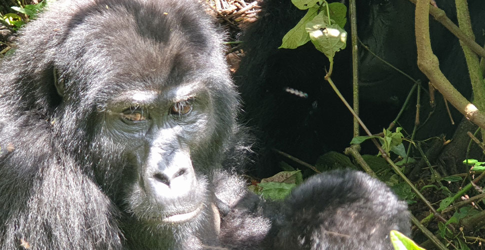 Protea Hotel by Marriott / Uganda - Entebbe 9