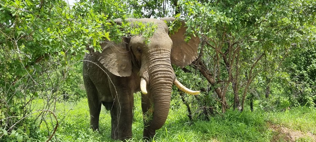 Ruaha River Lodge / Ruaha Nationalpark 4