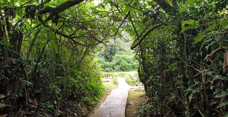 Sanctuary Gorilla Forest Camp / Uganda - Buhoma 2