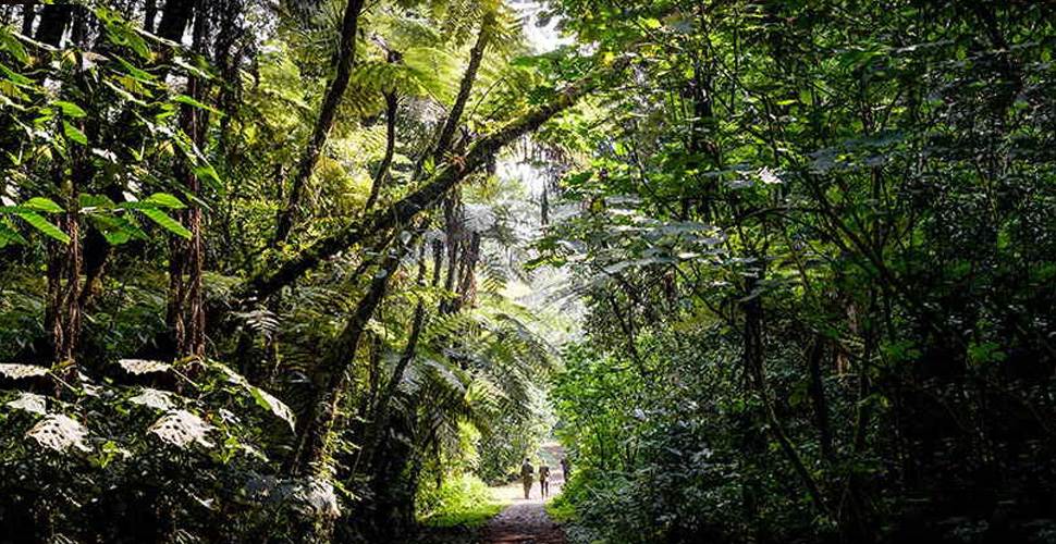 Sanctuary Gorilla Forest Camp / Uganda - Buhoma 17