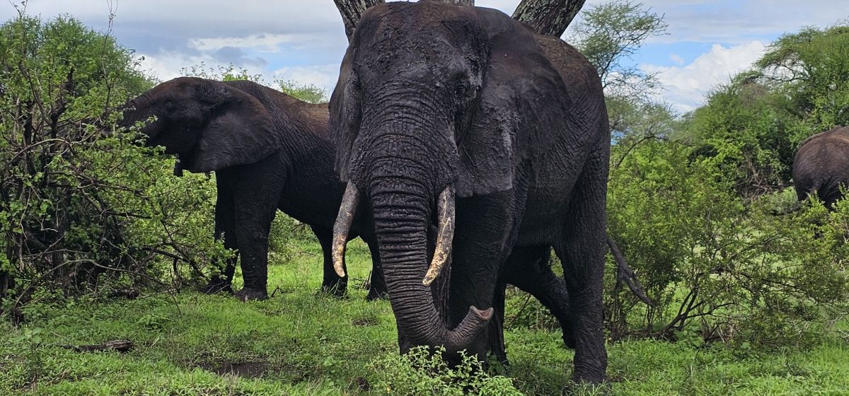 Sangaiwe Tented Lodge 3