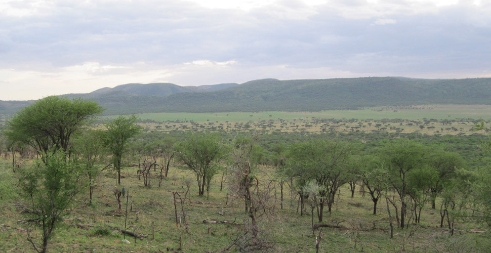 Serengeti Serena Safari Lodge 11