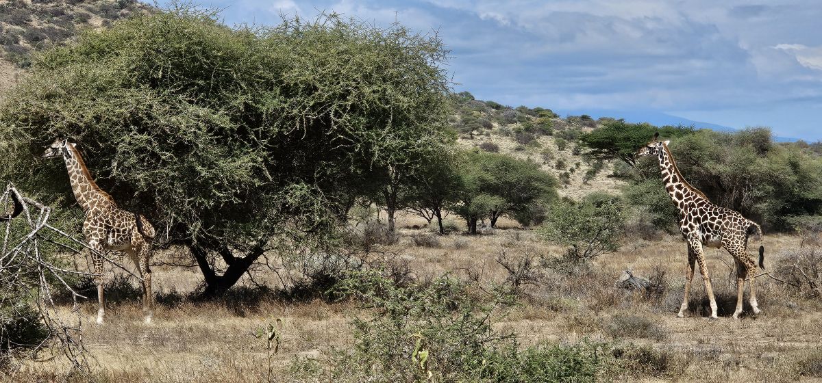 Shu’Mata Camp / West Kilimanjaro 12