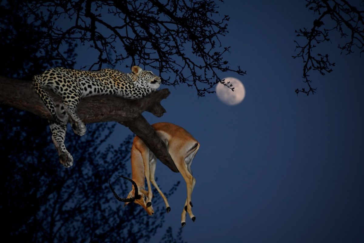 Tarangire Elephant Springs 3