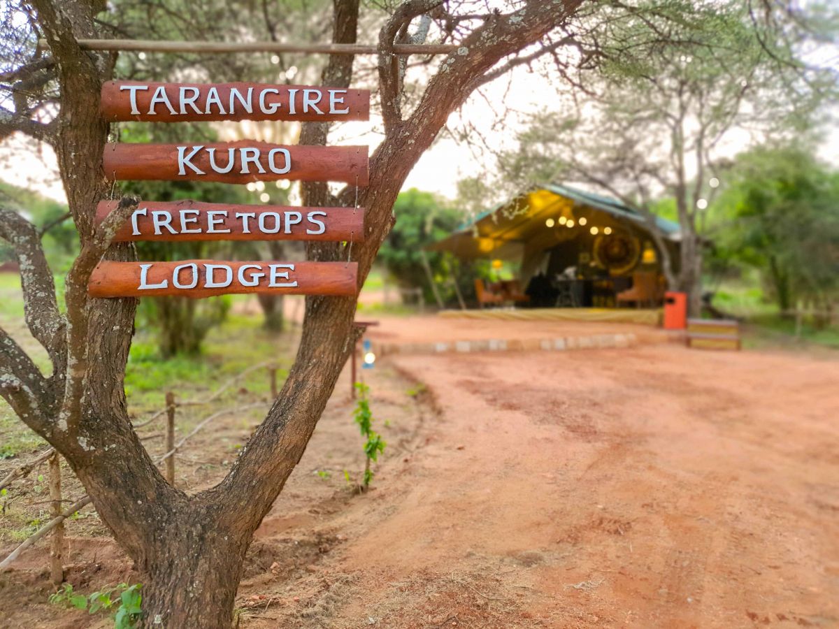 Tarangire Kuro Treetops Lodge 16