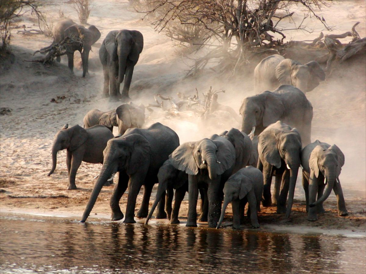 Tarangire Kuro Treetops Lodge 7