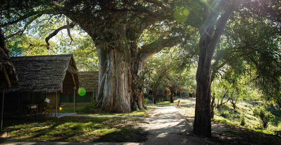 Tarangire Safari Lodge 1