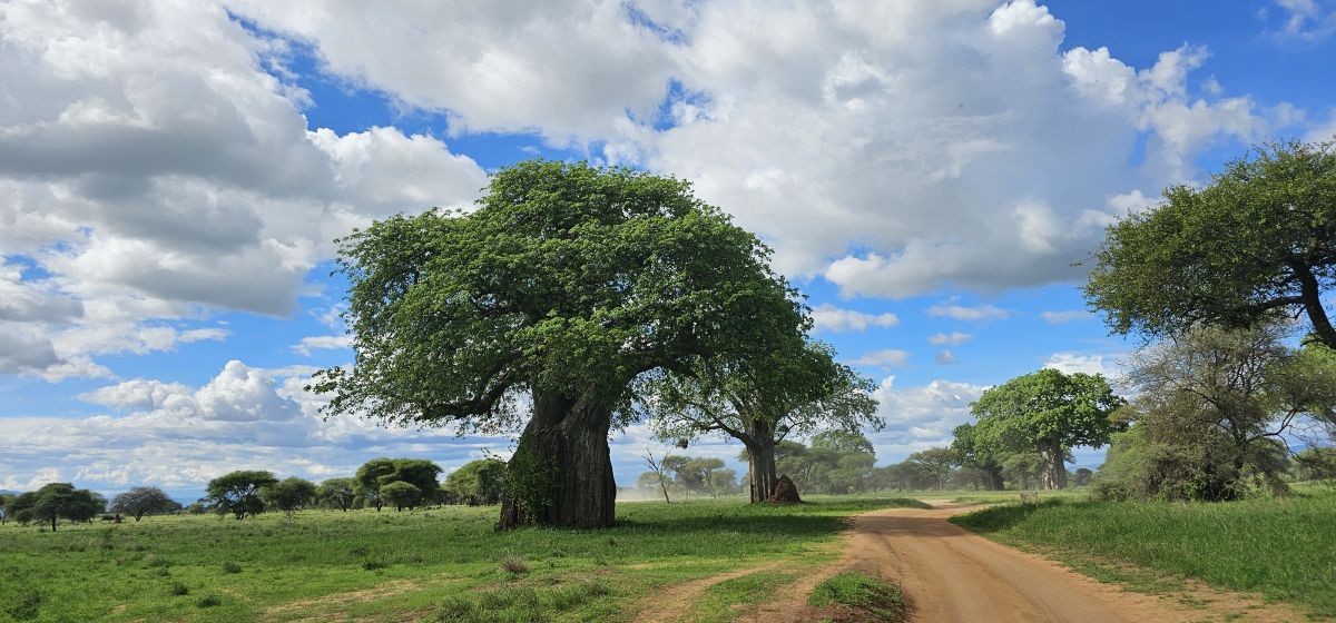 Tarangire Simba Lodge 19