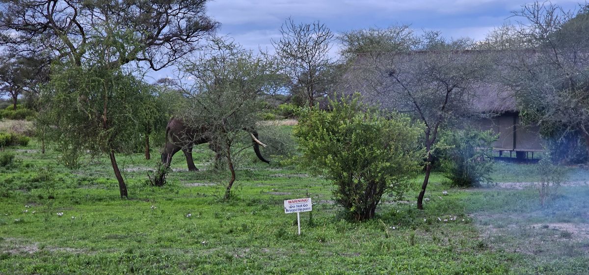 Tarangire Simba Lodge 16
