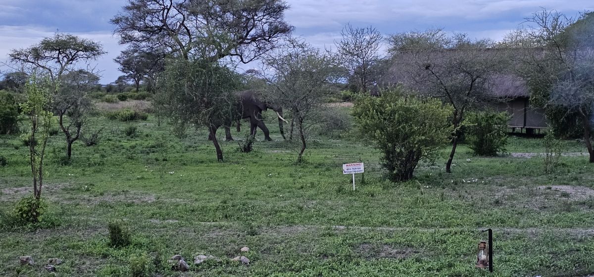 Tarangire Simba Lodge 15