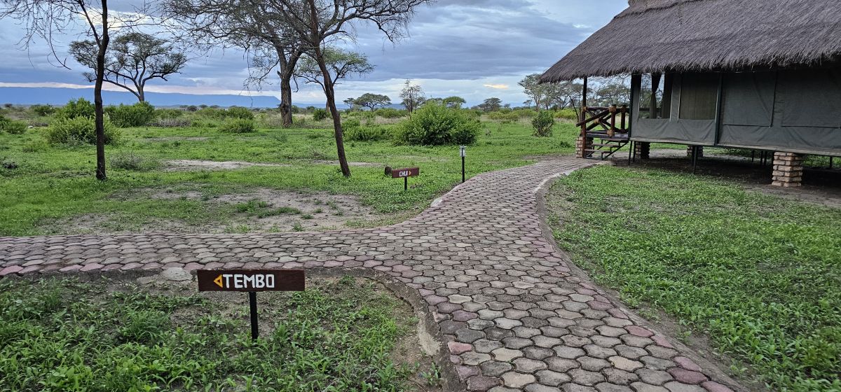 Tarangire Simba Lodge 6
