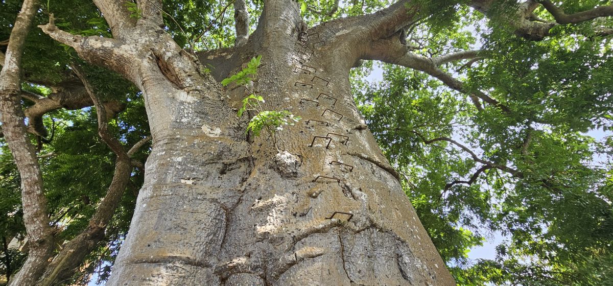Travellers Lodge / Bagamoyo 9