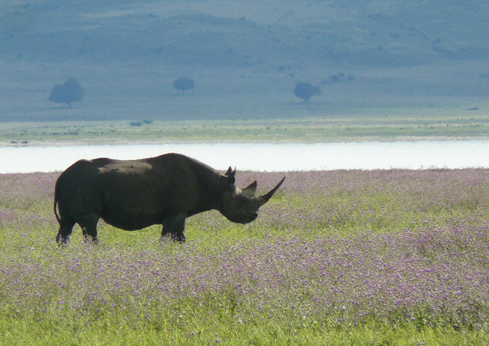Abenteuer Serengeti / Flugsafari 5