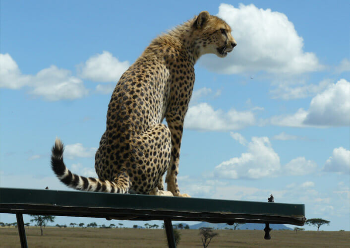 Abenteuer Serengeti / Flugsafari 3