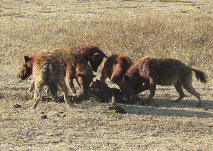 Abenteuer Serengeti / Flugsafari 1