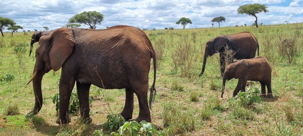 Tansania Safari "Big Five & Sansibar" 11