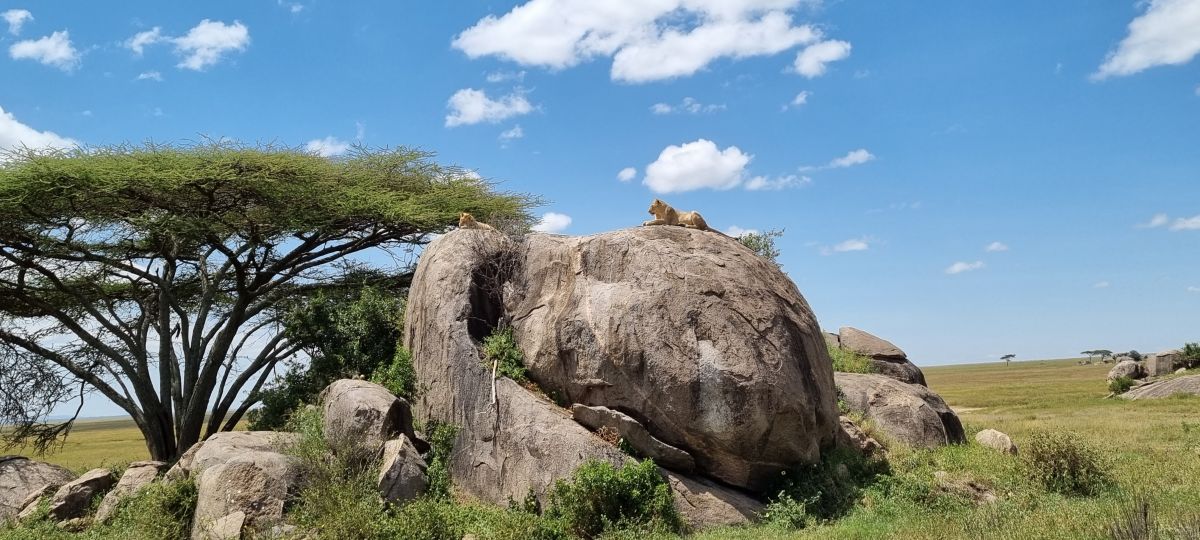 Tansania Safari "Big Five & Sansibar" 5