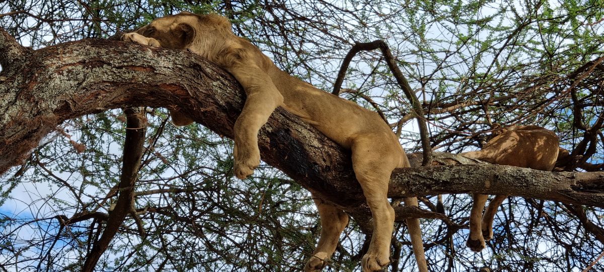 Tansania Safari "Big Five & Sansibar" 2