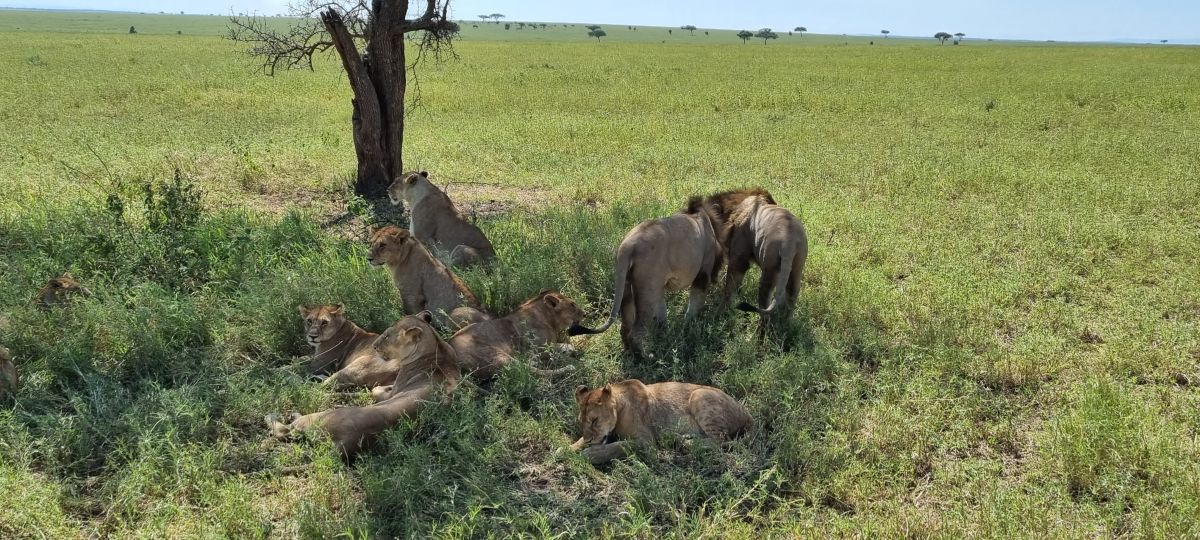 Tansania Safari "Big Five & Sansibar" 12