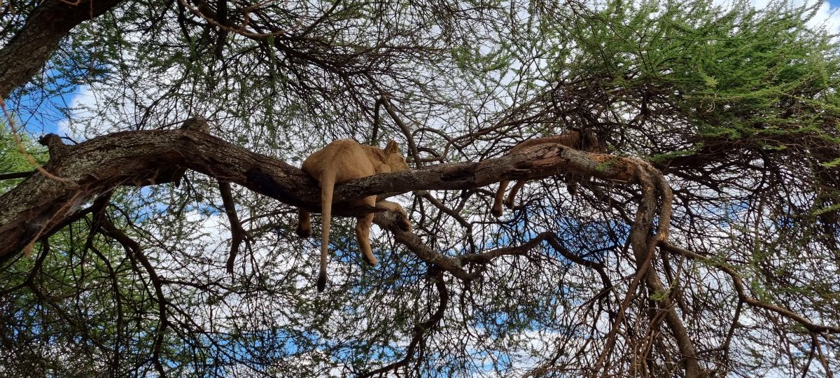 Tansania Safari "Big Five & Sansibar" 15