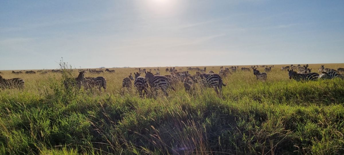 Tansania Safari "Big Five & Sansibar" 16