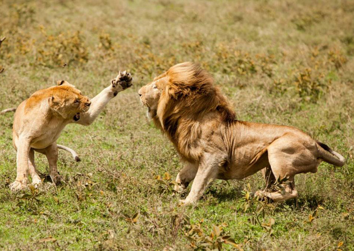 Durch das Herz von Afrika 1