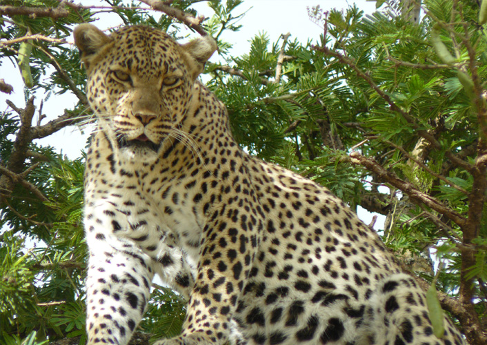 Durch das Herz von Afrika 2