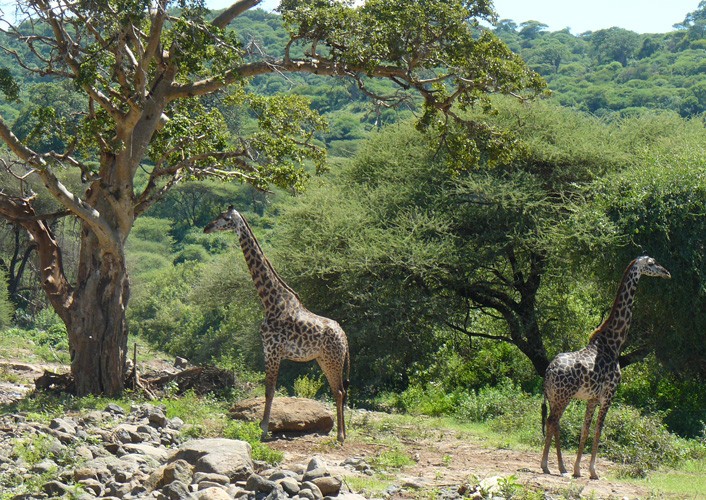 Durch das Herz von Afrika 3