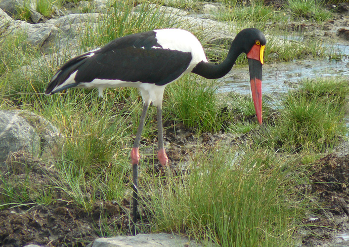 Durch das Herz von Afrika 6