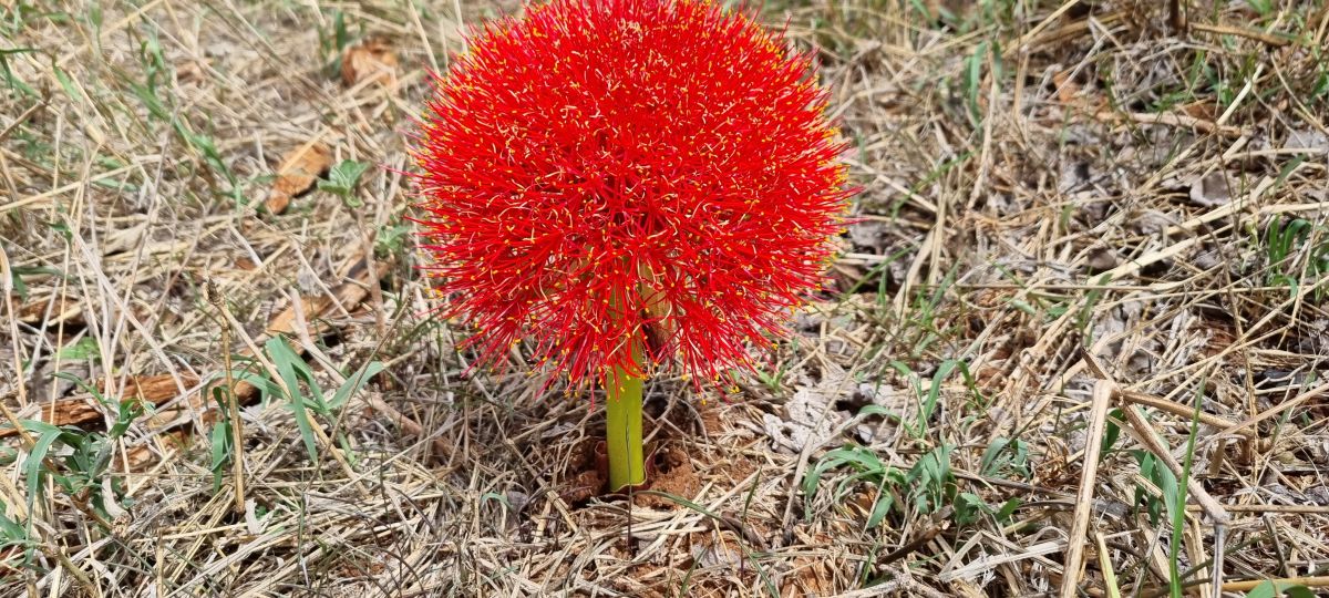 Durch den wilden Osten von Tansania & Traumstrand in Pangani 10