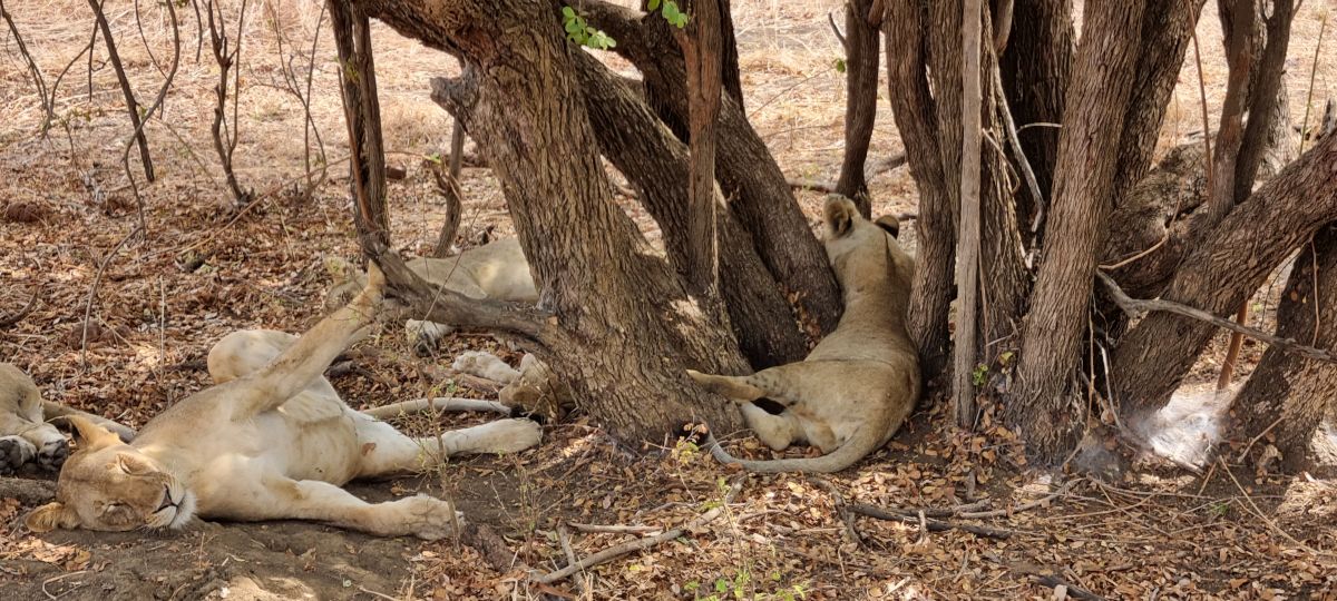 Durch den wilden Osten von Tansania & Traumstrand in Pangani 4