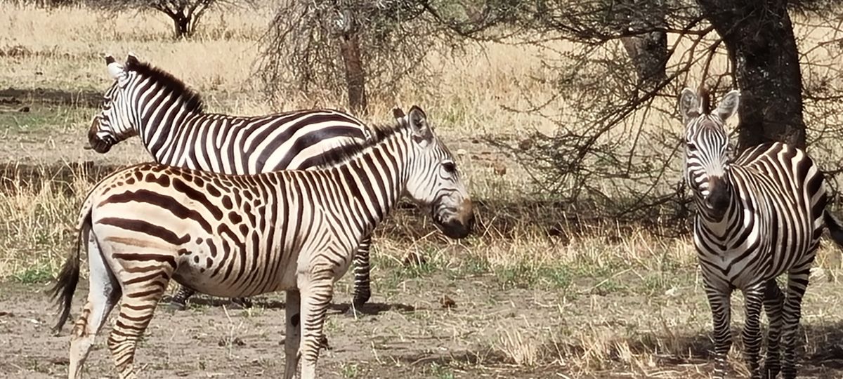 Durch den wilden Osten von Tansania & Traumstrand in Pangani 9