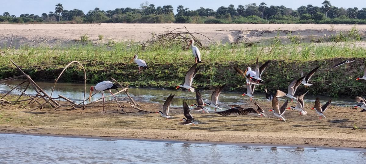 Durch den wilden Osten von Tansania & Traumstrand in Pangani 6