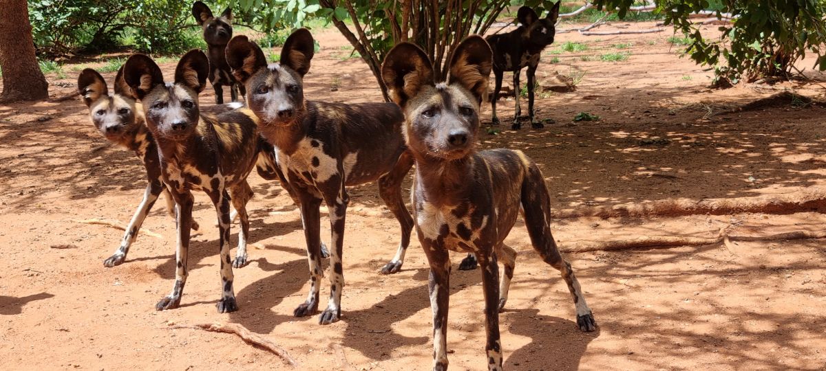 Durch den wilden Osten von Tansania & Traumstrand in Pangani 3