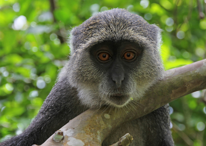 Exklusive Familien Fly Out Safari - Serengeti bis Sansibar 1