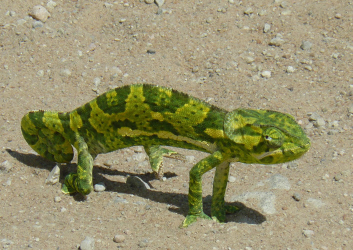 Naturschätze Tansania & Baden auf Sansibar 1
