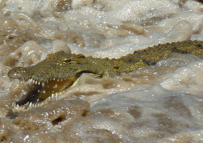 Naturschätze Tansania & Baden auf Sansibar 2