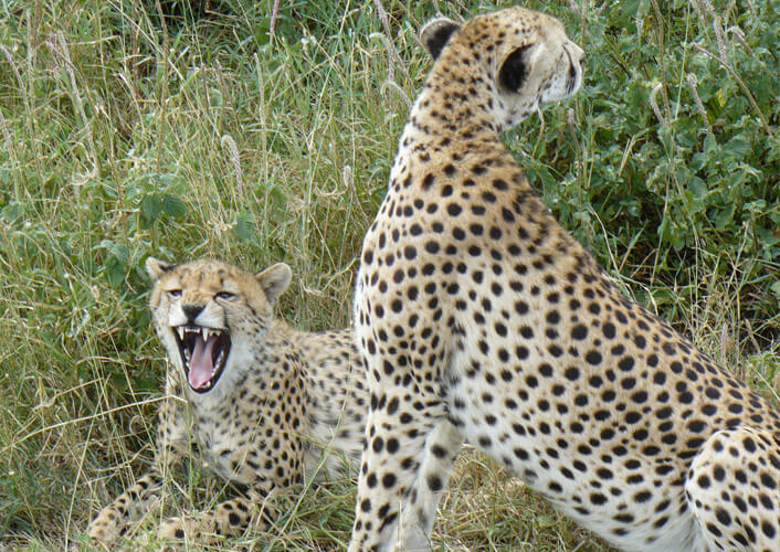 Naturschätze Tansania & Baden auf Sansibar 3