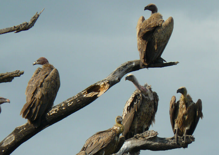 Naturschätze Tansania & Baden auf Sansibar 4