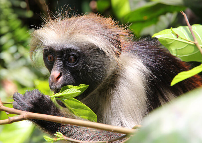 Naturschätze Tansania & Baden auf Sansibar 7