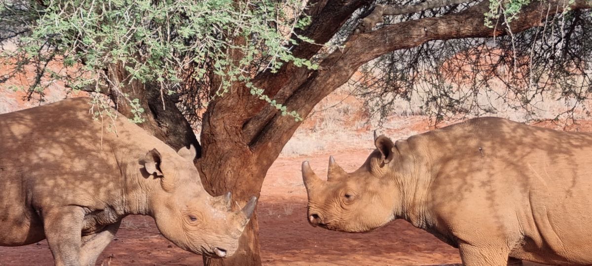 Hochzeitsreise / Flitterwochen in Tansania & Sansibar 13