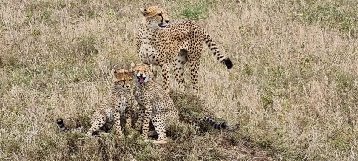 Hochzeitsreise / Flitterwochen in Tansania & Sansibar 3