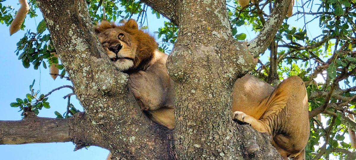 Hochzeitsreise / Flitterwochen in Tansania & Sansibar 1