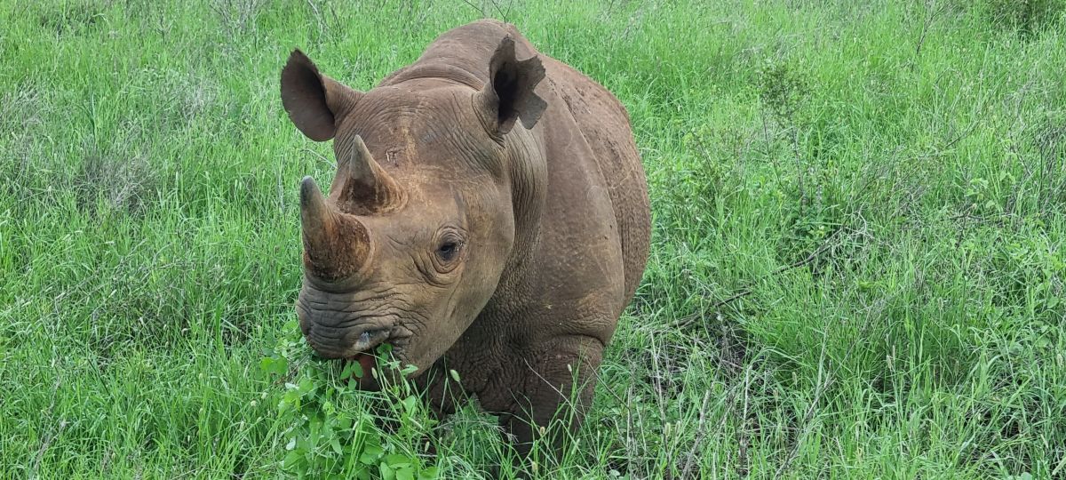 Hochzeitsreise / Flitterwochen in Tansania & Sansibar 5