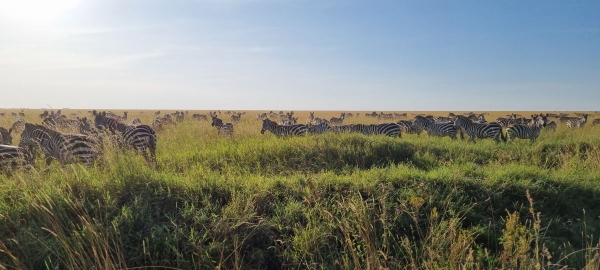 Hochzeitsreise / Flitterwochen in Tansania & Sansibar 2