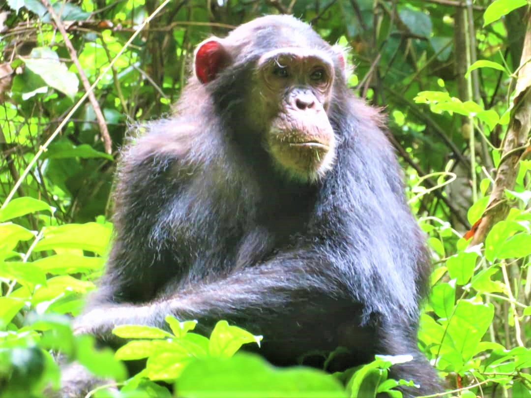 Schimpansen im Gombe-Stream-Nationalpark 1